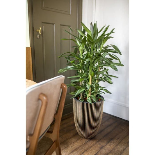 Capi Elegant Groove Vase 46x58 cm Black and gold 445495