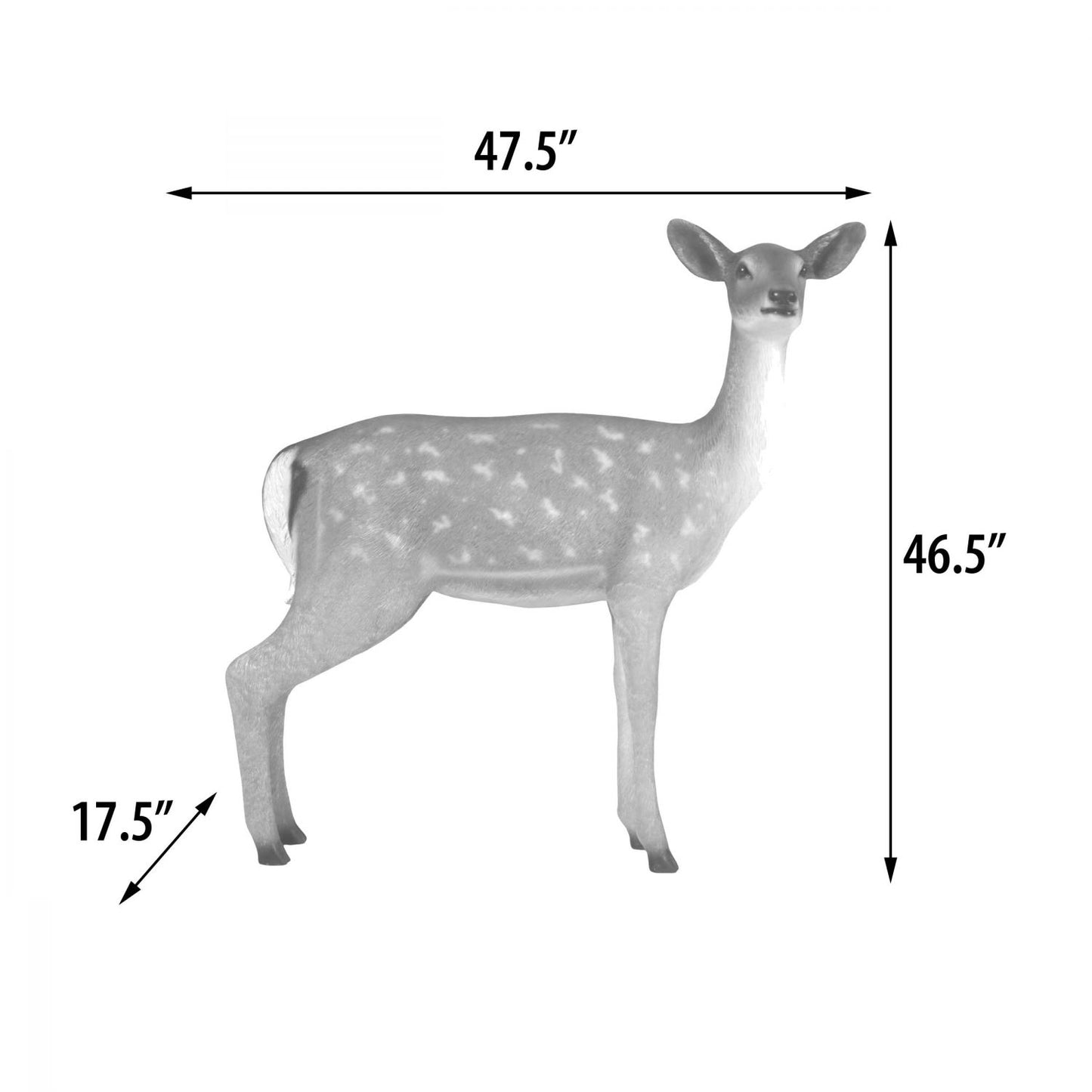 Fallow Deer Doe
