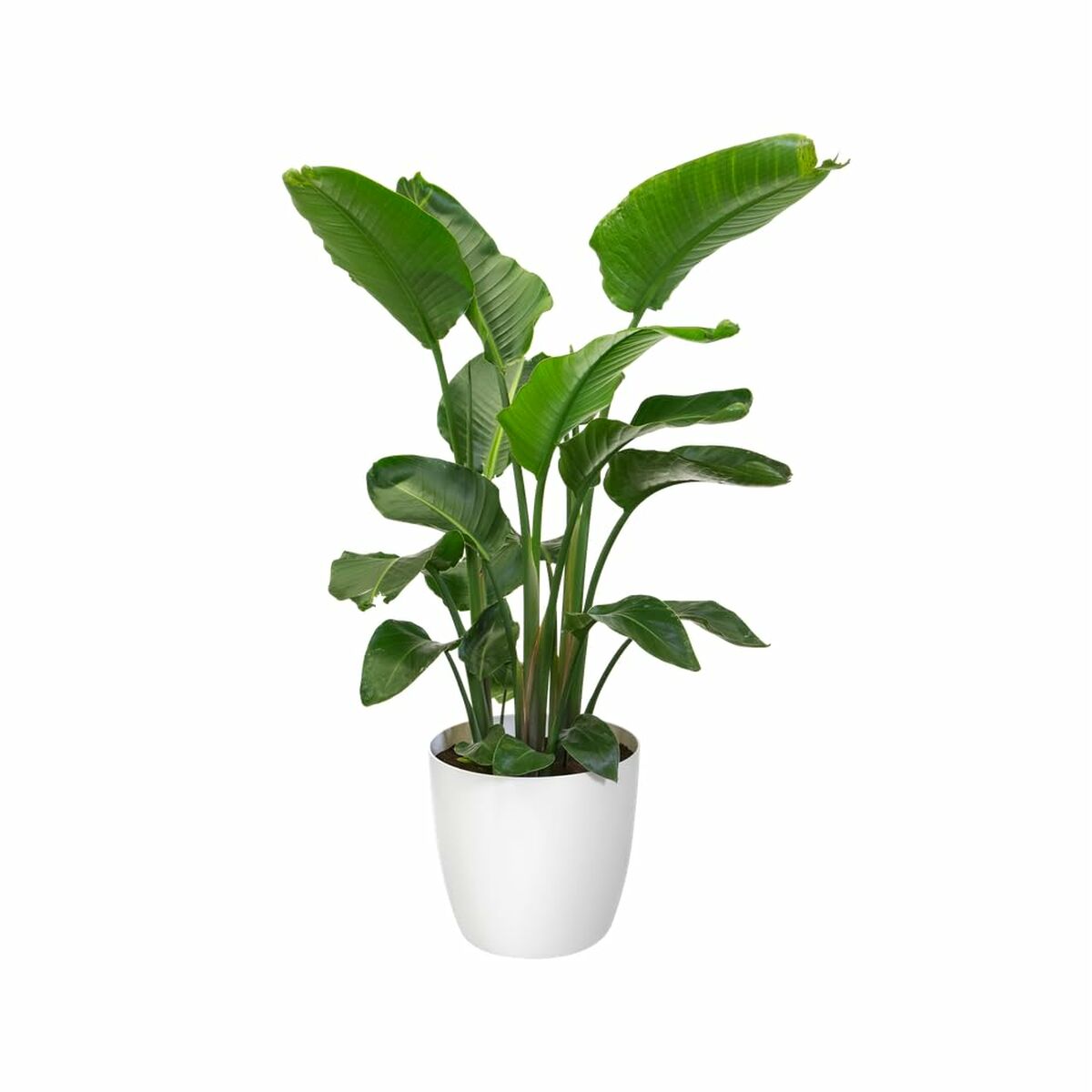 V4H932E881F6981876A65FAE0D523A40B22R6746323P10