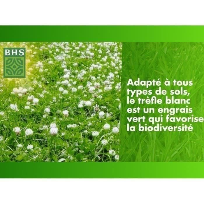White Clover - BHS - 500 m² | Promotes biodiversity, adapts to all soil types and resists trampling.