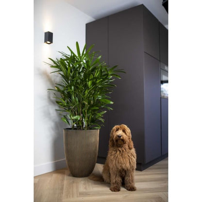 Capi Elegant Groove Vase 34x46 cm Black and gold 445494