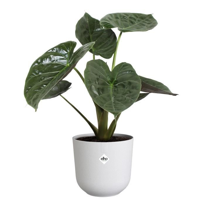 Flower pot - Elho - Jazz Round - White - L 35 x B 34.5 x H 32 cm - Interior - 100% recycled