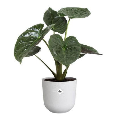 Flower pot - Elho - Jazz Round - White - L 35 x B 34.5 x H 32 cm - Interior - 100% recycled
