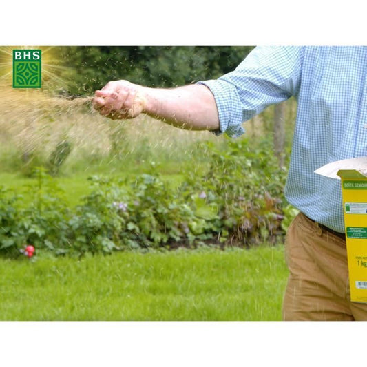 Dichondra - BHS - 300g | 25 m² | Mild climates | Seeds enriched with organic fertilizer | Fast and even establishment.
