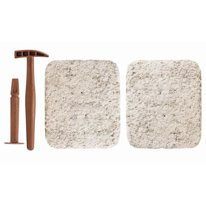 CLEMENTONI Archéo Ludic - T-Rex & Triceratops Phosphorescent - Science & Game