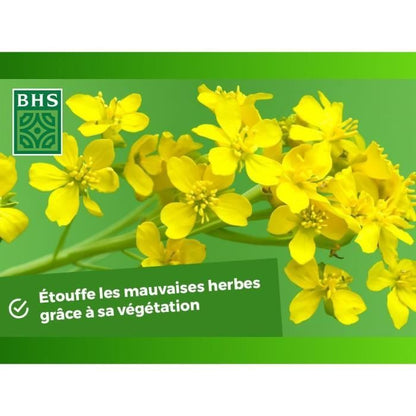 Green Fertilizers - BHS - White Mustard 500g | 100 m² | Improves and disinfects soils for better fertility.