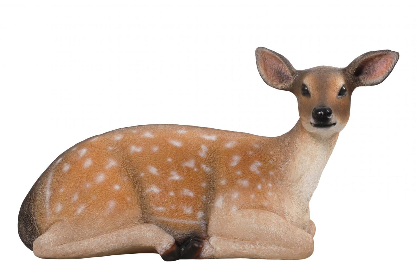 Fallow Deer Fawn Lying Down