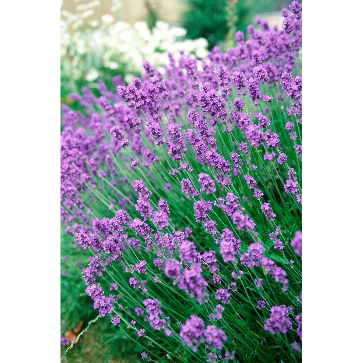 V5HE3C5C54AB40B8A6511DD81C89BC7C33ER5816122P8