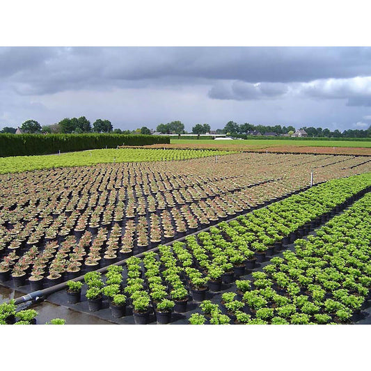 V3HF2A7838BEE270F0D3B4F2DBA3B647E8DR5820689P2