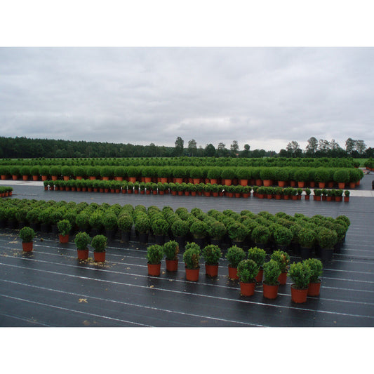 V2H4BAF08E9131E6AD1E556206BBE06946FR7001966P2