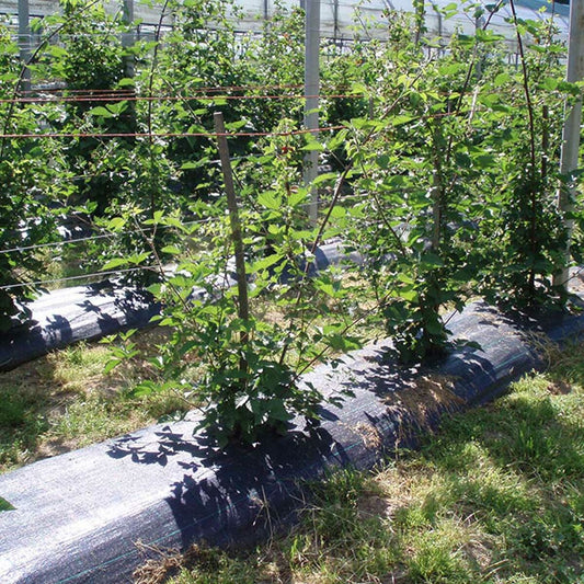 V5H6F33ECAABD9504919A93287784F0CD3ER4186419P2