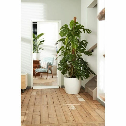 V2H8BBDFC5DF23C5AFAAA51BDA687B23FDFR6746301P3