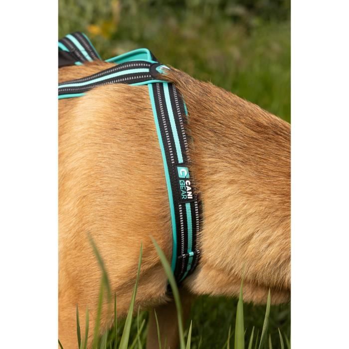 Dog traction harness - OLYMPIA - M - X-back type - Blue