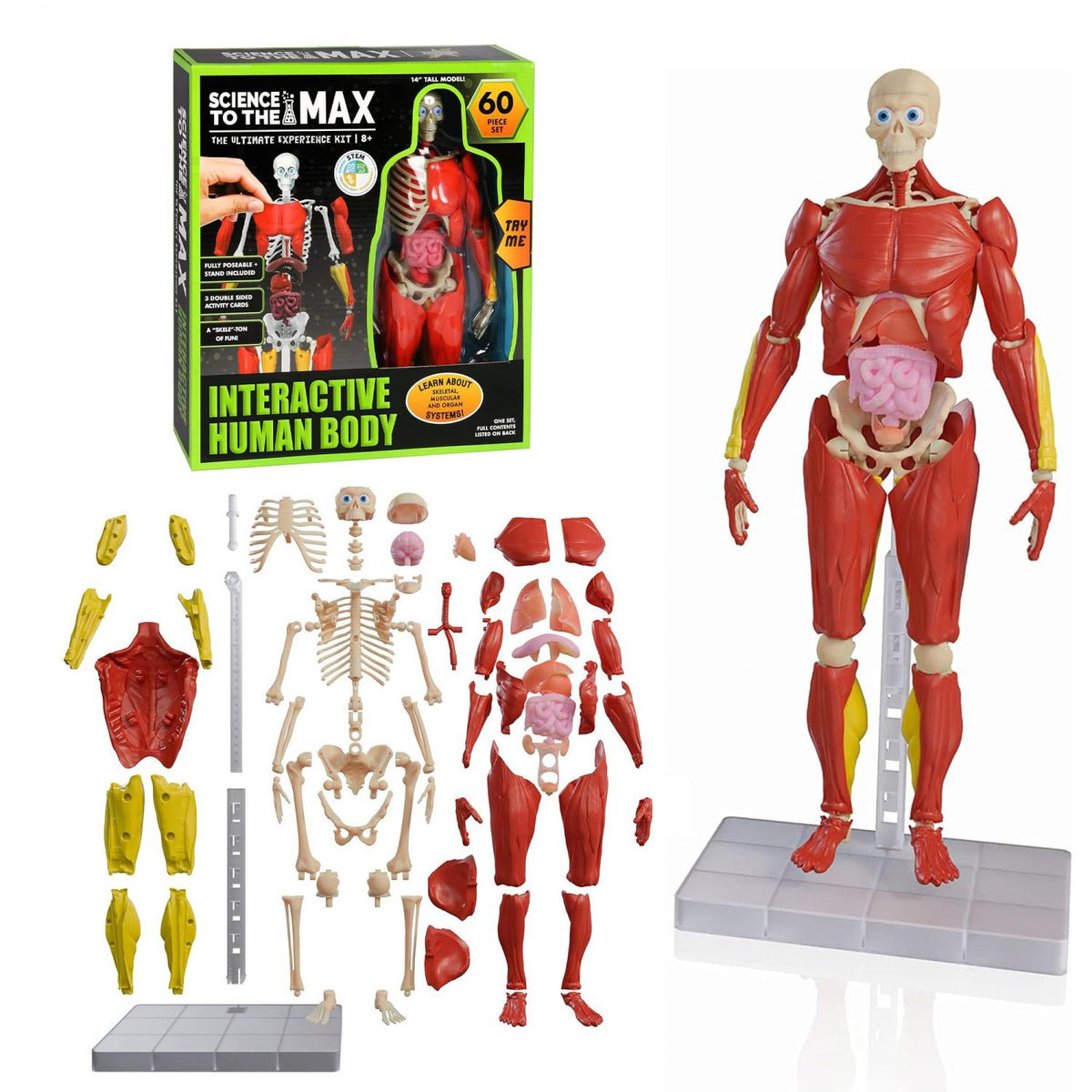 Science To The Max 60-Piece Poseable Human Anatomy Figure | 14 Inches