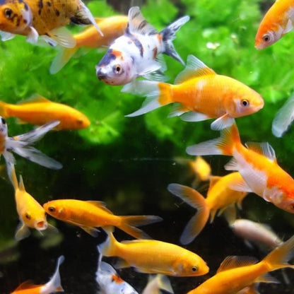 Aquarium Magnet Window Cleaner - AIMÉ - 10cm