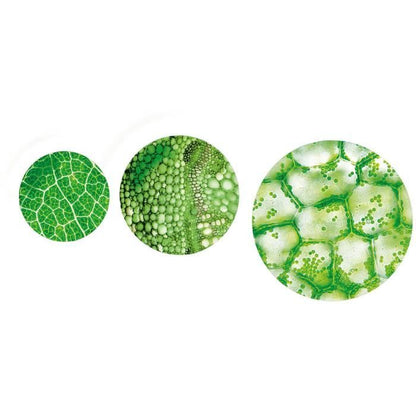 Clementoni - Science and Play - Professional Super Microscope - Ages 8 and up