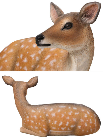 Fallow Deer Fawn Lying Down