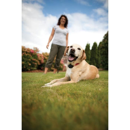 Anti-Fugue Fence for Dog Radio Fence Pig19-15394