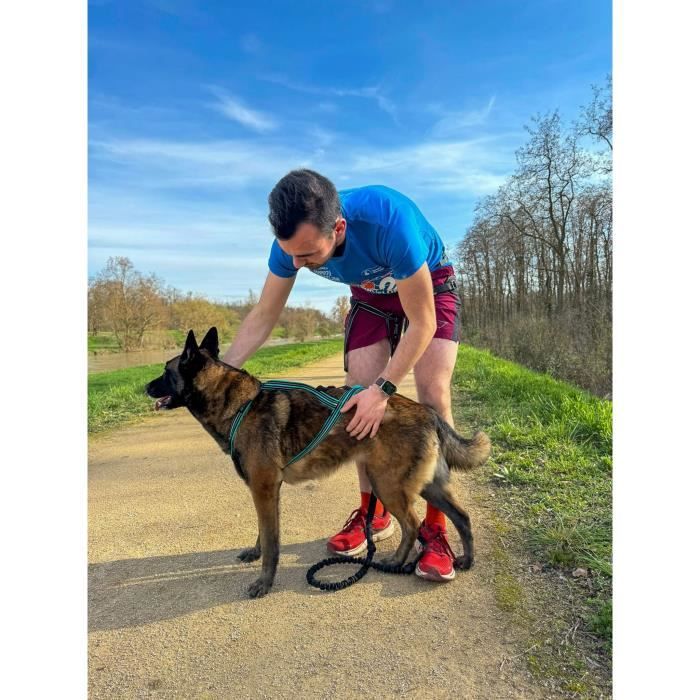 Dog traction harness - OLYMPIA - XS - X-back type - Blue