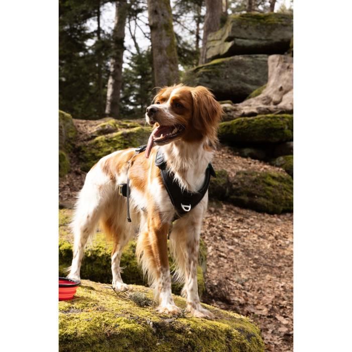 Dog harness - SYMBIOZ - M - Black / Blue